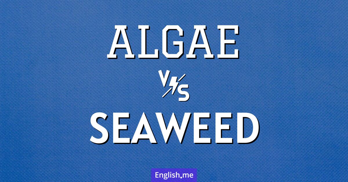 "Algae" (algues) contre "Seaweed" (algue marine)