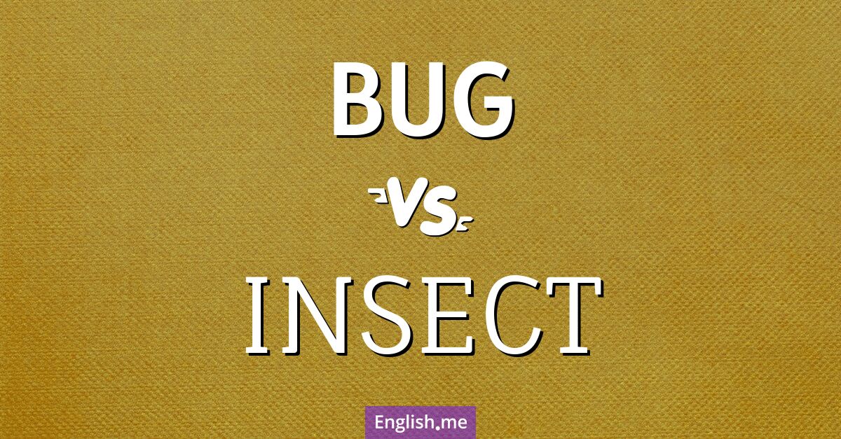"Bug" (Un 'bug' peut être traduit par 'insecte' dans son sens biologique ou par 'bogue' dans son sens technique.) contre "Insect" ('Insect' se traduit par 'insecte' en français et désigne spécifiquement les animaux de la classe des insectes.)