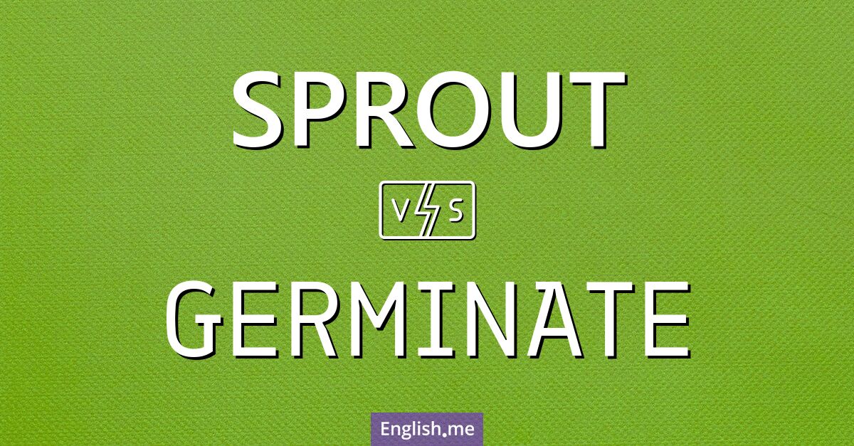 "Sprout" (germer) contre "Germinate" (germiner)