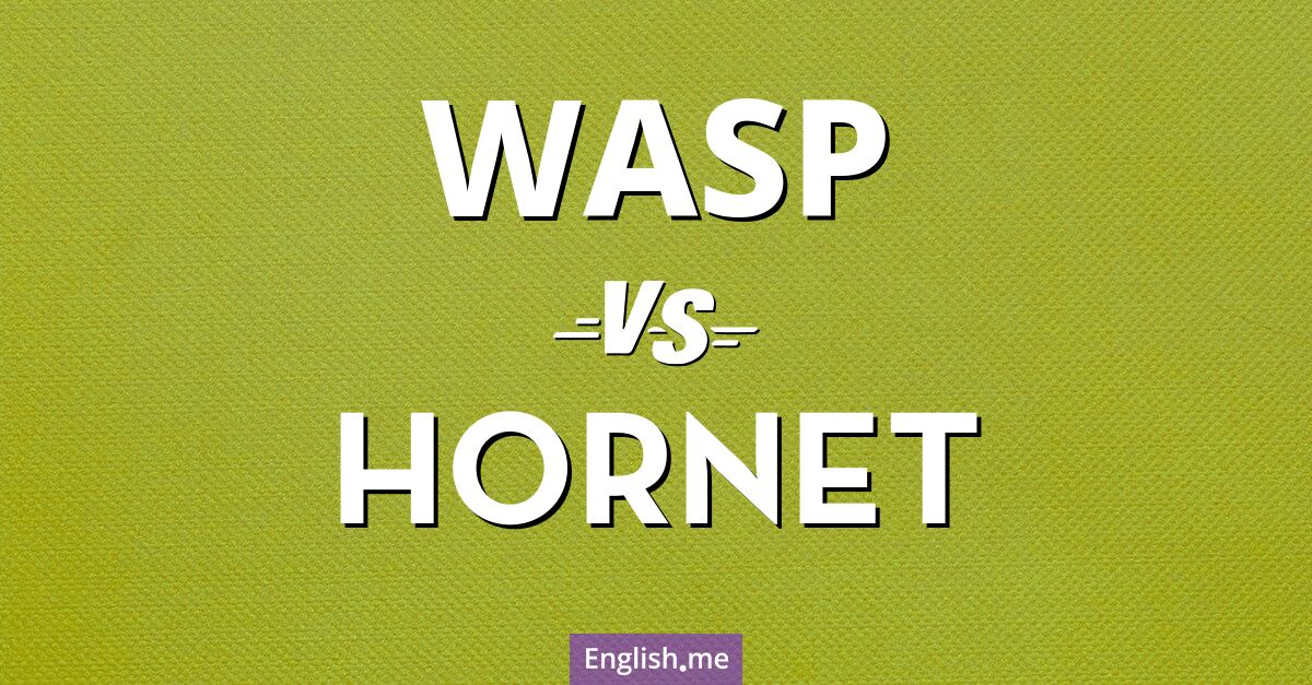 "Wasp" (guêpe) contre "Hornet" (frelon)